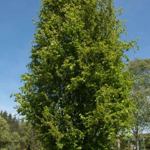 Fagus sylvatica ‘Dawycke’ – Common Beech – European Beech – Beech   – get a quote