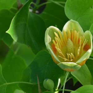 Liriodendron chinense – Chinese Tulip Tree – Tulip Tree – get a quote