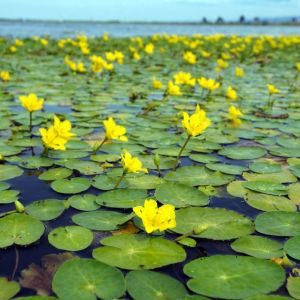 Nuphar lutea – Nuphar luteum – Spatterdock – Pond Lily – Yellow Pond Lily – get a quote