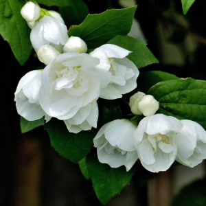 Philadelphus ‘Virginal’ – Mock Orange – get a quote