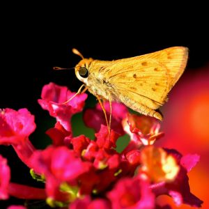 Fiery Skipper – Hylephila phyleus get a quote