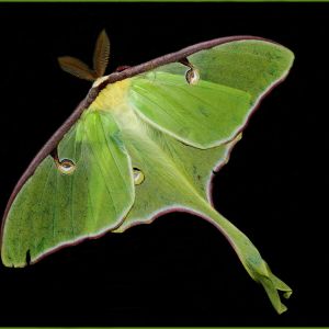 Luna Moth – Actias luna get a quote