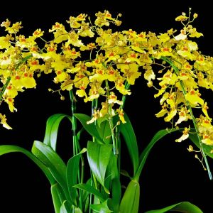 Oncidium – get a quote