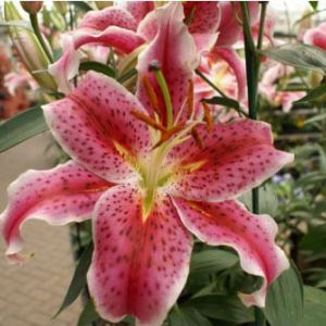 Lilium ‘ Mona Lisa’ – Lily get a quote