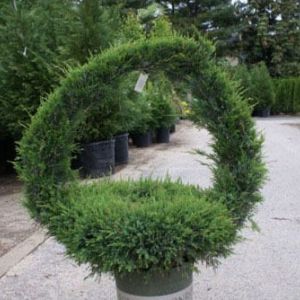 Topiary – Juniper basket get a quote