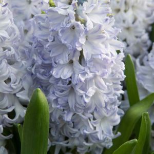 Hyacinthus ‘Blue Eyes’ -Hyacinth – bulb get a quote