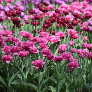 Tulipa ‘Britt’ – Tulip ‘Britt’ get a quote