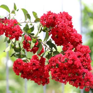 Lagerstroemia ‘Dallas Red’ – Crape Myrtle – Crepe Myrtle – get a quote