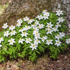 Anemone nemorosa – Wood Anemone – Windflower get a quote