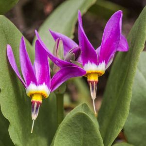 Dodecatheon pulchellum – Dodecatheon amethystinum – Dodecatheon pauciflorum of gardens – Dodecatheon radicatum- Shooting Stars – get a quote