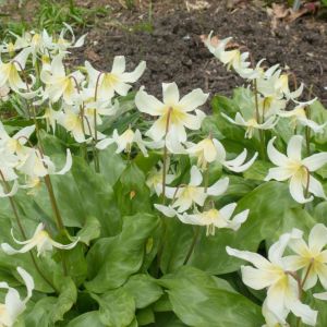 Erythronium californicum – Fawn Lily – California Fawn Lily – Dog’s-tooth Violet – Trout Lily – Fawn Lily – get a quote