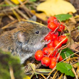 Vole get a quote