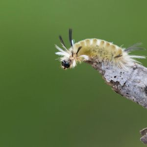 Pale Tussock Moth  – Halysidota tessellaris get a quote