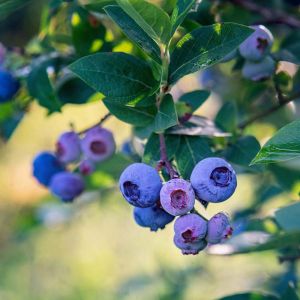 Vaccinium corymbosum ‘Bluecrop’ – Highbush blueberry – Swamp blueberry – Blueberry – Cranberry – Huckleberry – get a quote