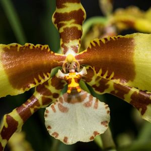 Rossioglossum – orchid get a quote