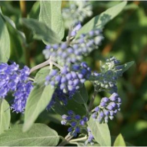 Caryopteris – Mist shrub – get a quote