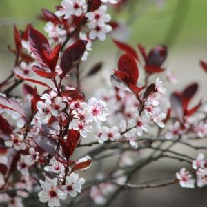 Prunus – Sand cherry – Prunus x cistena – Purpleleaf Sand Cherry – Red Leaf Plum get a quote