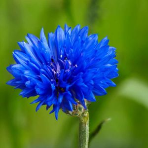 Centaurea cyanus ‘Jubilee Gem’ – Bachelors Button – Blue-bottle – Hardheads – Knapweed – Cornflower – get a quote