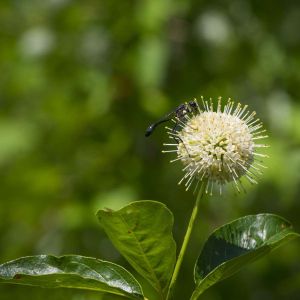 Cephalanthus occidentalis var. pubescens – Buttonbush – Button Willow – Honey Balls – get a quote