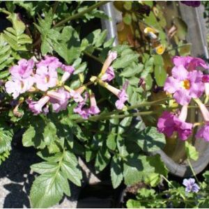 Incarvillae delavayi – Garden gloxinia – get a quote