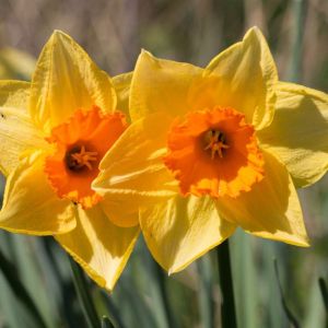 Narcissus ‘Ambergate’ – Daffodil ‘Ambergate’ get a quote