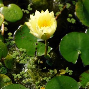 Nymphaea ‘Joey Tomocik’ – Waterlily – get a quote