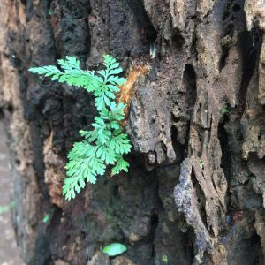 Polystichum tsus-simense – Dwarf Holly Fern – Korean Rock Fern – Shield Fern – get a quote