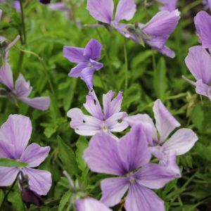 Viola cornuta – Horned Violet – Viola – Viola cornuta ‘Chantryland’ – Viola cornuta var. minor get a quote