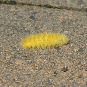 Yellow Woollybear – Spilosoma virginica get a quote