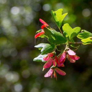 Acer sempervirens – Cretan Maple – Acer creticum – Maple get a quote