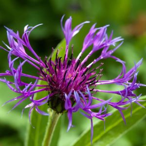 Centaurea montana – Mountain Bluet – Perennial Cornflower – Hardheads – Knapweed – Cornflower – get a quote