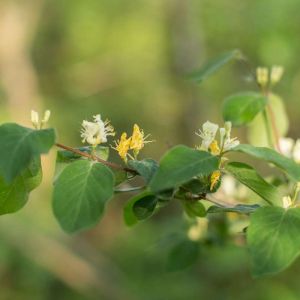 Lonicera xylosteum – Honeysuckle – Woodbine – get a quote