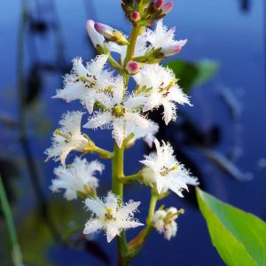 Menyanthes trifoliata – Bogbean – Marsh trefoil – get a quote