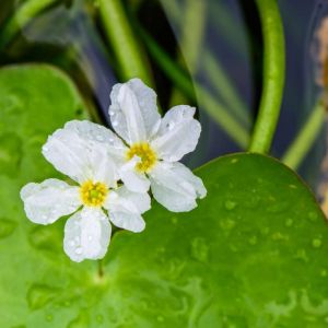 Nymphoides cristata – Water Snowflake – Floating Heart – Fairy Waterlily – Water Snowflake – get a quote