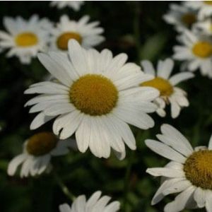 Leucanthemum ‘Becky’ – Shasta daisy – get a quote