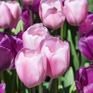 Tulipa ‘Rosalie’ – Tulip ‘Rosalie’ get a quote