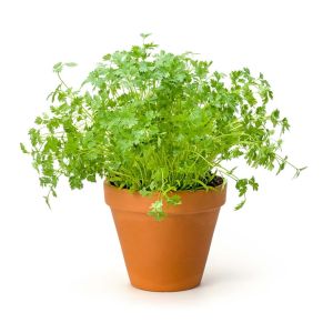 Chervil – Chaerophyllum aureum – Golden Chervil – herb get a quote