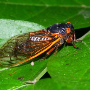 Periodical Cicada – 17-year Cicada get a quote