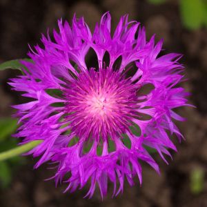 Centaurea hypoleuca ‘John Coutts’ – Hardheads – Knapweed – Cornflower – get a quote