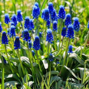 Muscari armeniacum – Muscarimia – Grape Hyacinth – get a quote