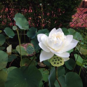 Nelumbo lutea – American Lotus – Water Chinquapin – Yanquapin – Lotus – get a quote