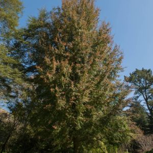 Nothofagus fusca – New Zealand Red Beech – Red Beech – Southern Beech – get a quote