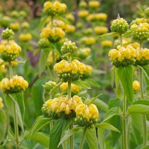 Phlomis russeliana – Phlomis samia of gardens – Phlomis viscosa of gardens – Stick Jersualem Sage get a quote