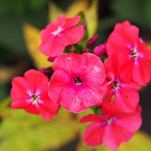 Phlox paniculata ‘Starfire’  – Garden Phlox get a quote