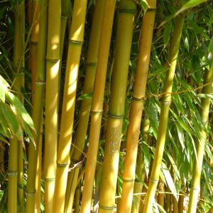 Buy Bamboo Plants