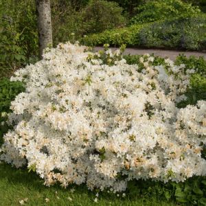 Rhododendron ‘Palestrina’ – Rhododendron ‘Wilhelminia Vuyk’ – Azaleas – get a quote