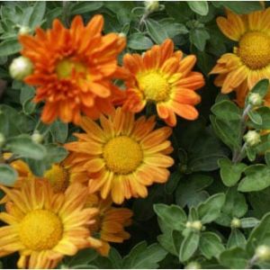 Hardy mum orange with yellow center (Grace) – Chrysanthemum get a quote