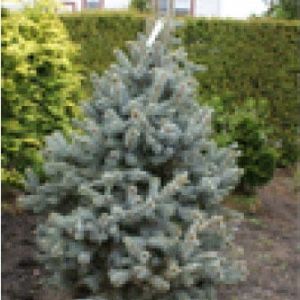Picea ‘Hoopsi’ – Hoopsi spruce – get a quote