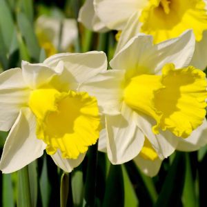 Narcissus  ‘Holland Seansation’ – Daffodil ‘Holland Sensation’ get a quote