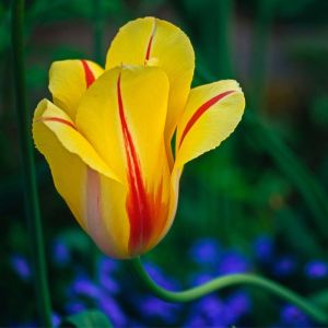 Tulipa ‘Hocus Pocus’ – Tulip ‘Hocus Pocus’ get a quote